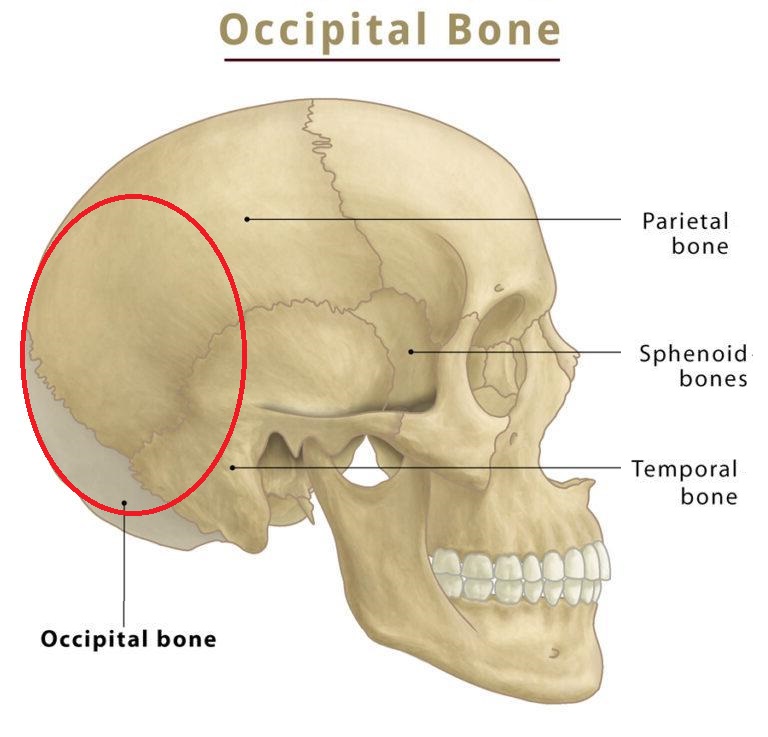 Occipital-Bone-Location-2.jpg